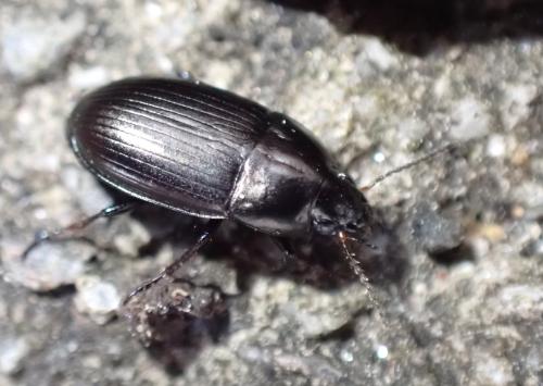 Réf. 297 602 : Amara sp.